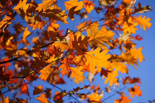 SONY DSC Misiekmaestro #173742