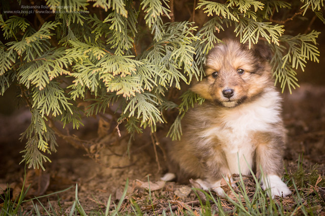 Aleksandra Rola #243378