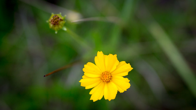 Wynurzony z głębin ostrości Piotr Schmidt #308131