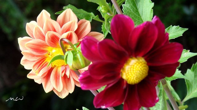 Mirosław Wysocki #295220