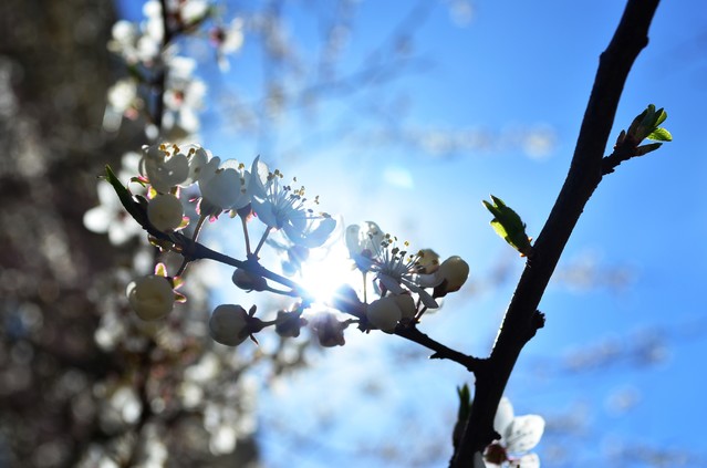 Krzysiek Cegiełka #274878