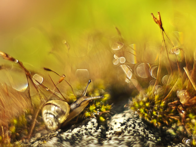 macrofun W bajce o ślimaku...