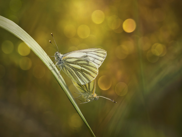 macrofun Taki wiosenny temat ;)