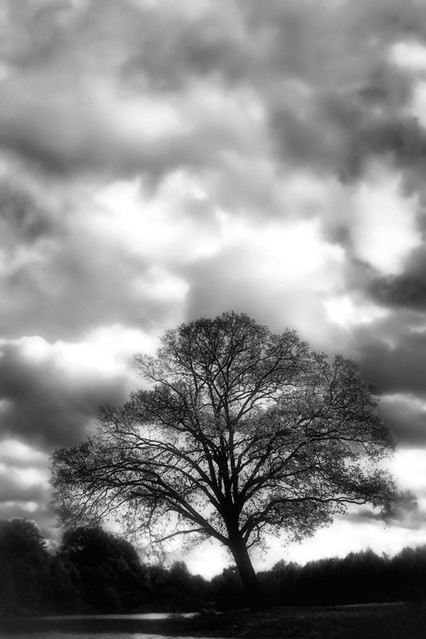 drzewiec... PRZEMEK KIJOWSKI -AUTOR #176742