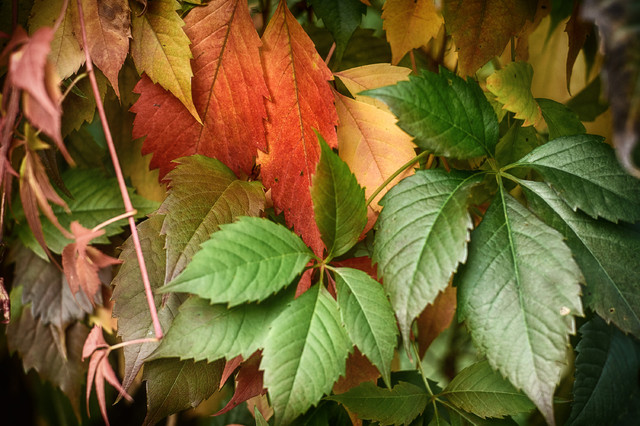 Tomasz Naglik #298941