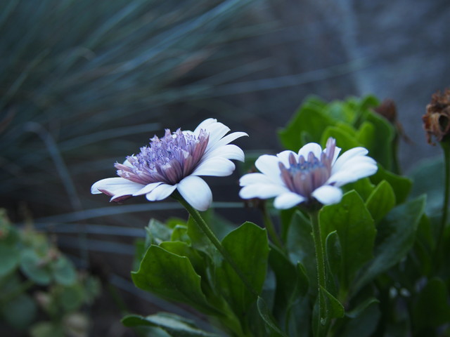 OLYMPUS DIGITAL CAMERA kasiadzie #294665