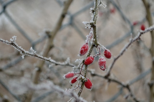 Agnieszka Rochowczyk śnieżne łowy