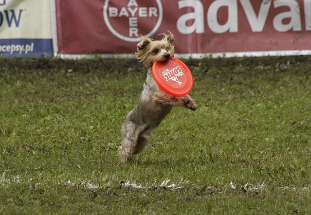 Marta Lipowska #213201