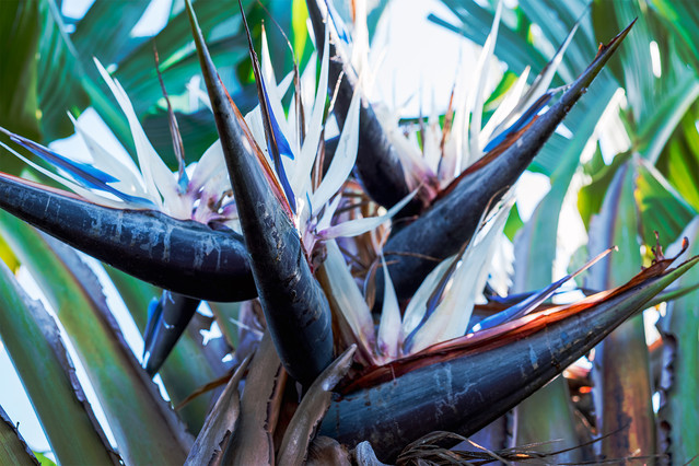 niebieskacytryna #295180