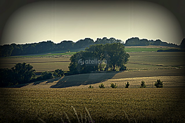 Picasa #220593