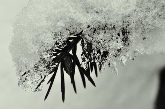 Barbara Luckyman #195003