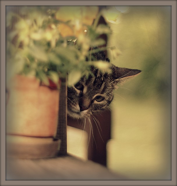 Maniuś 
Pentacon 1.8/50
Fot. Marzena Wasilewska Picasa #302972