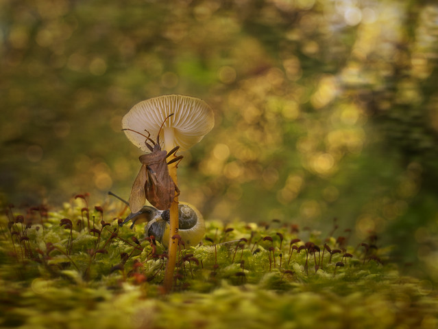 macrofun Skok na grzybka...