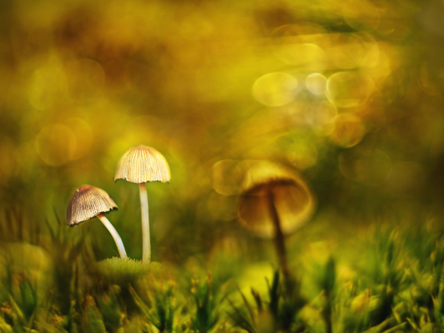 macrofun Wrześniowe motywy...