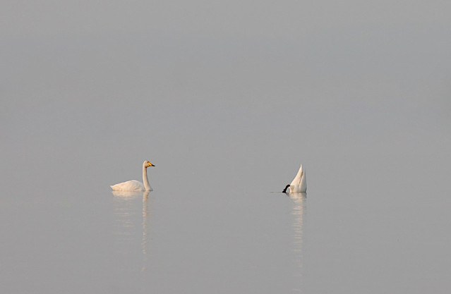 ale kuperek... Stanisław Hawrus #333688