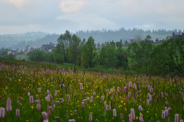 Krzysztof Mirga #220444