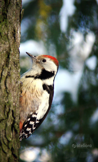 Krzysztof Sieśkiewicz #122449