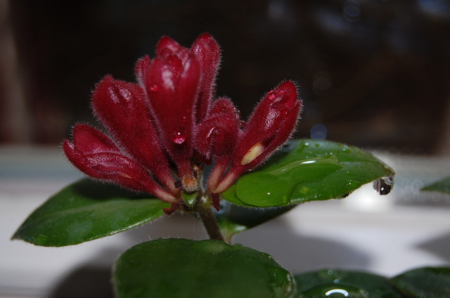 Karolina Lisowiec #201063