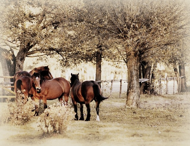 SONY DSC Picasa #239993