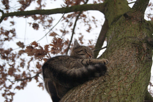 SONY DSC Misiekmaestro #173682