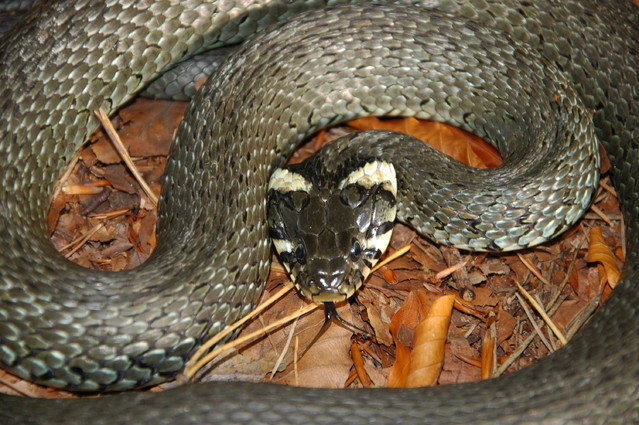 qcyber Zaskroniec zwyczajny (Natrix natrix)