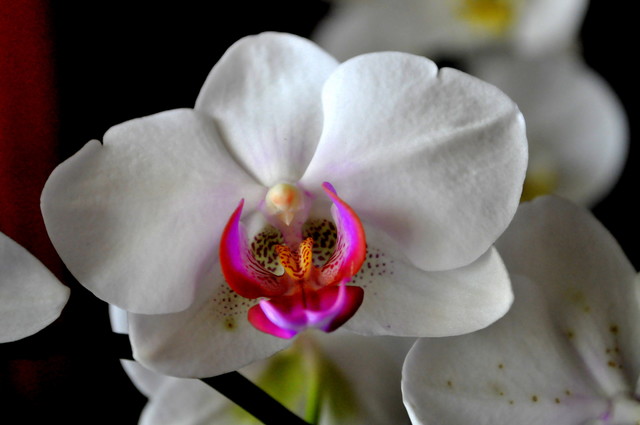 Zbigniew Jończyk czerwony nosek