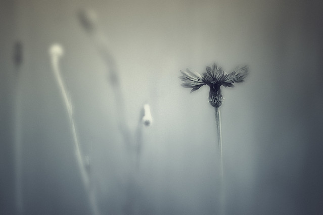 PRZEMEK KIJOWSKI -AUTOR #152531