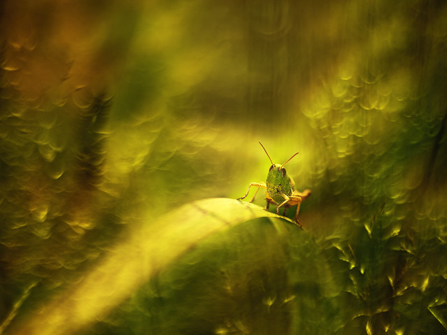 macrofun Quń jaki jest każdy widzi...