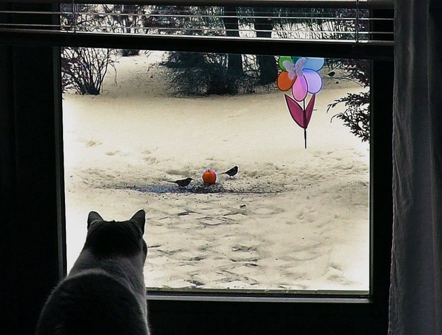 ŚNIADANKO .... Mery7 #230209