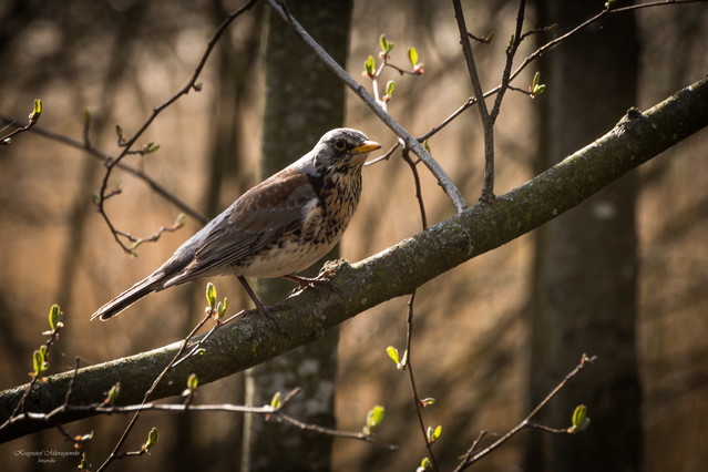 Suwalszczyzna K.Mierzejewski #330924