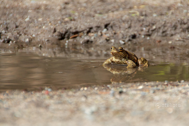 Strażnik kałuży Marek Czubaszek #292670