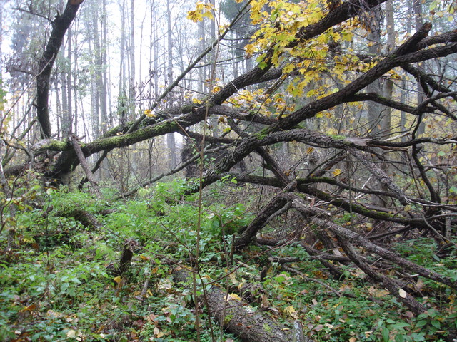 Andrzej Jan Andrzej Jan #173426