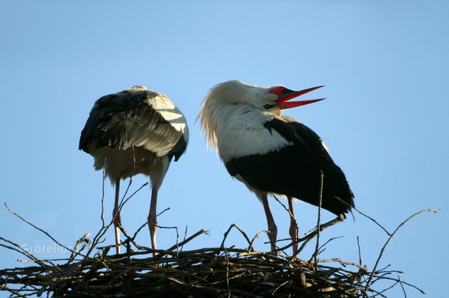 kle, kle... Anka Bujniewicz #247866