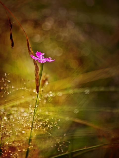 macrofun Goździk kartuzek