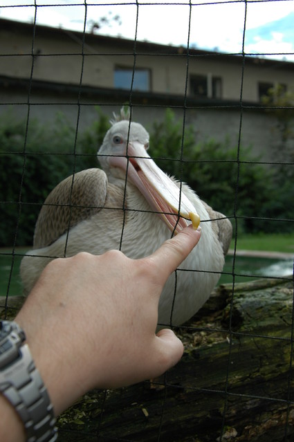 qcyber ZOO Dvůr Králové