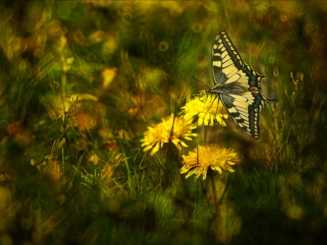 macrofun Paź królowej :)