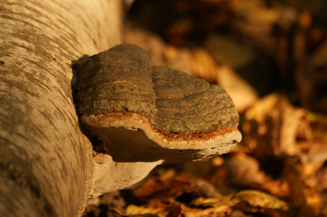 SONY DSC piotr640924 #190412