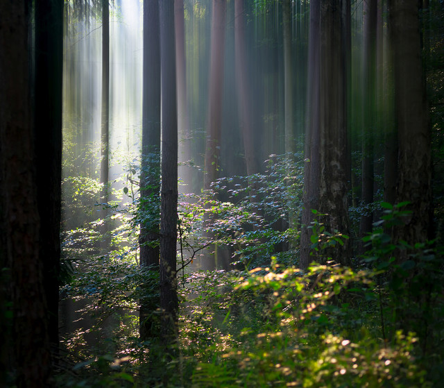 Magiczny las Krzysztof Tollas #316743