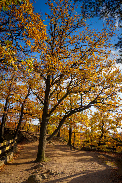 Park przy Zamku Książ Piotr Schmidt #300830