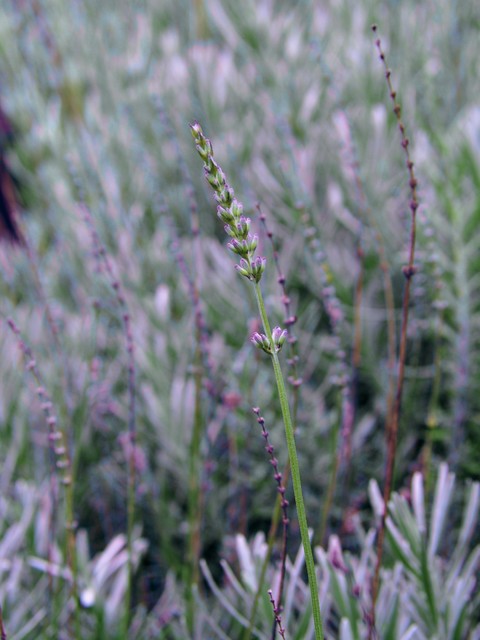 OLYMPUS DIGITAL CAMERA kasiadzie #263562