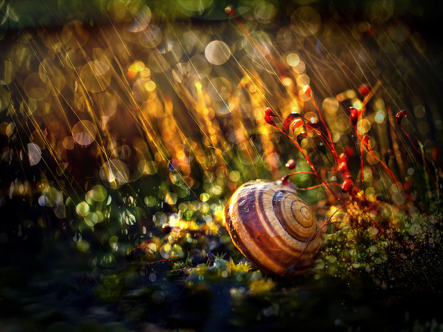 macrofun Muszelkowy świat i goście.