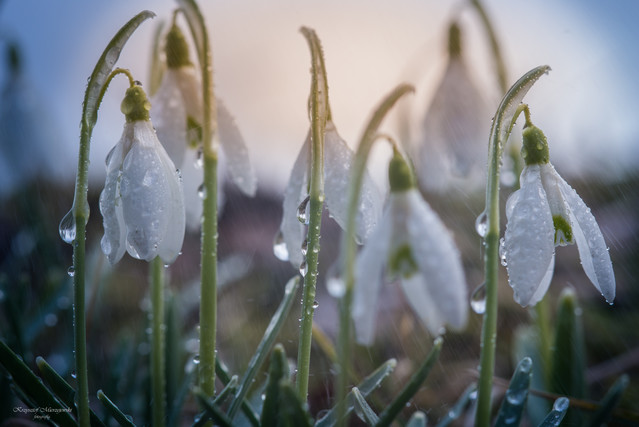 K.Mierzejewski #323890