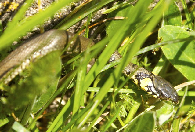 Zaskroniec mały fotografik #247382