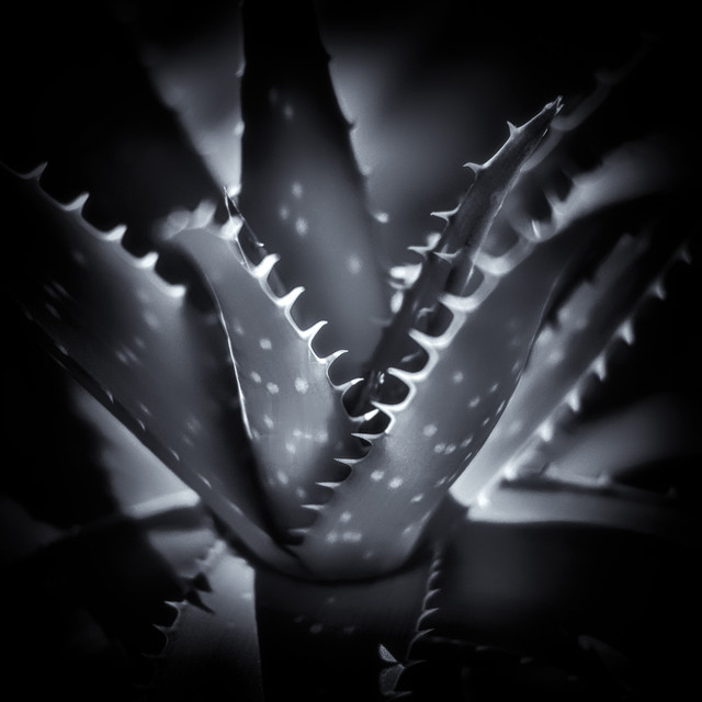 Tomasz Naglik #301358