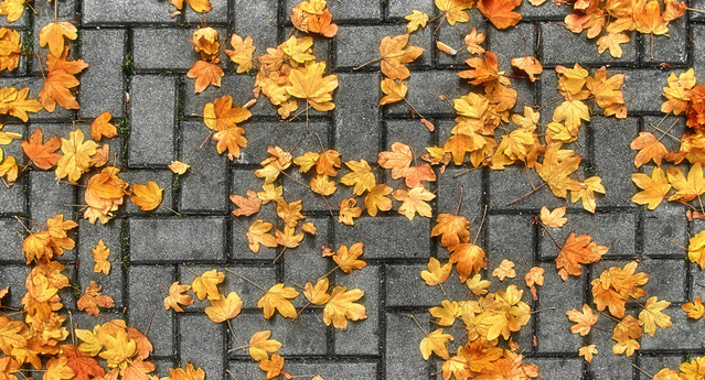 Tomasz Naglik #300910