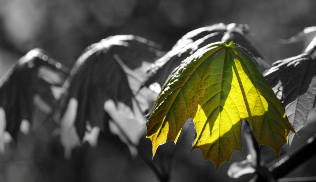 Piotr Michalak #276599