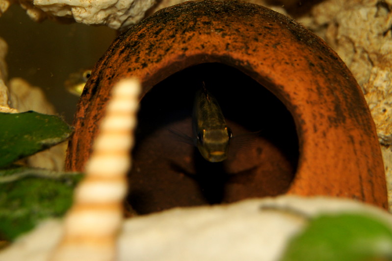 Derwisz | SONY DSC